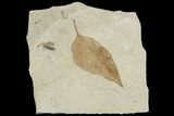 Fossil Leaf (Fraxinus)- Green River Formation, Utah #110392-1